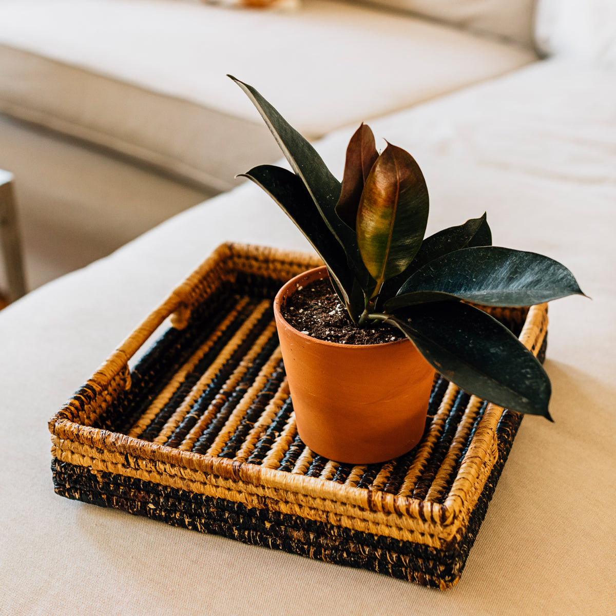 Parker Banana Leaf Trays