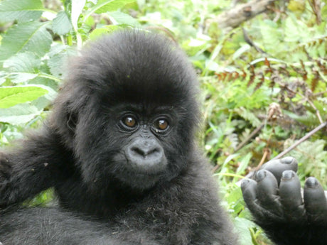 Helping People, Saving Gorillas: Our Partnership with Azizi Life