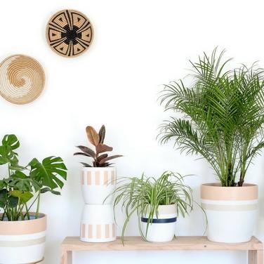 Plant Care 101 with Pop Up Greens