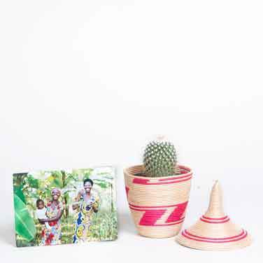 Easy House Plant Tips: The Sill