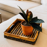 Parker Banana Leaf Trays