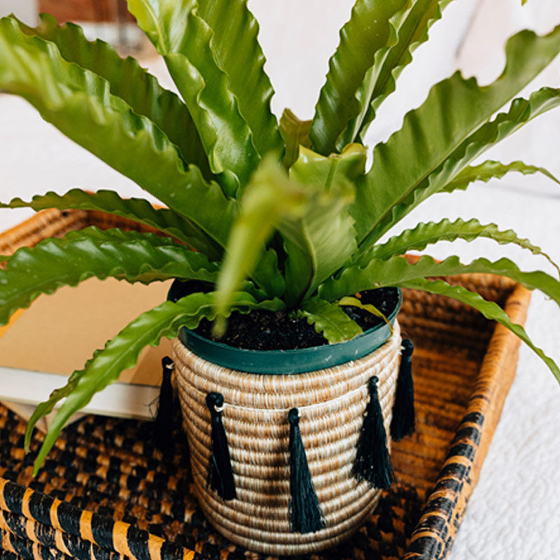 For the Plant Lover