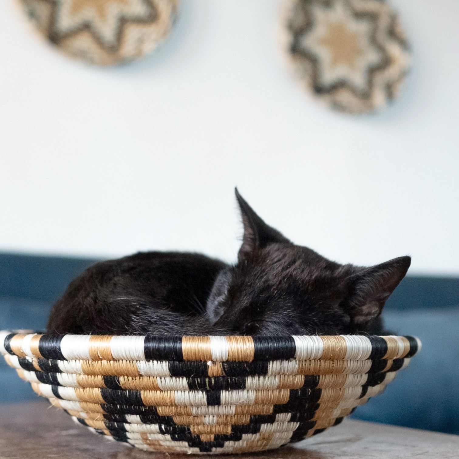 Rising Star 10in- Cat- Side- warm- Secondary Product Photo- Square - Copy