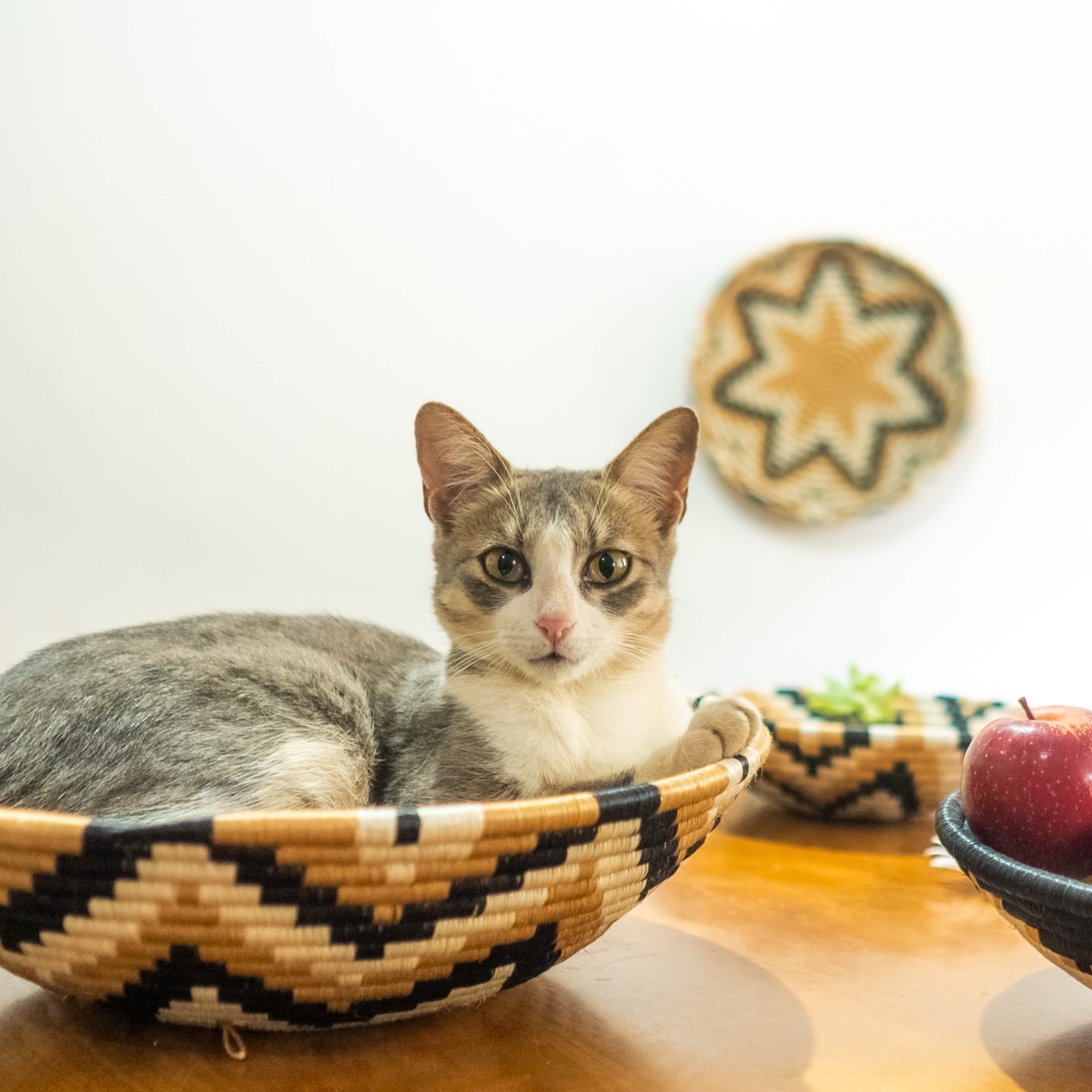 Rising Star- Table- Cat- Square